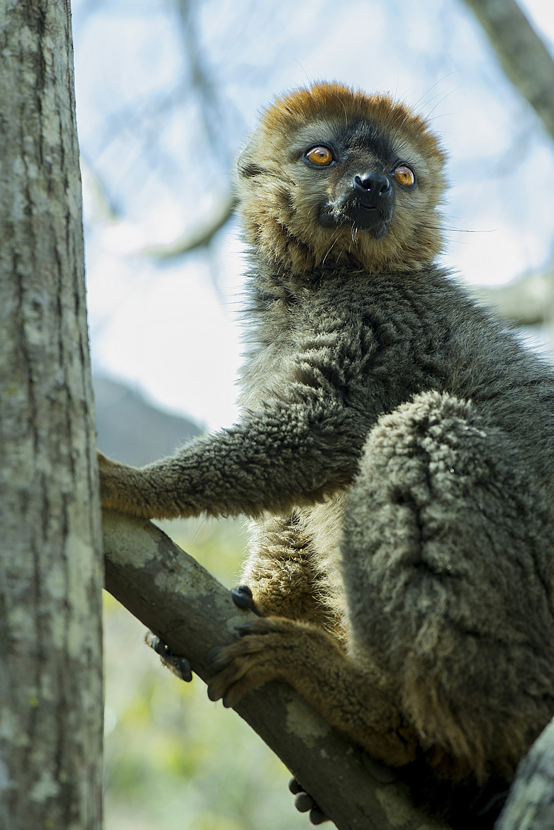 A lemur on a tree branch