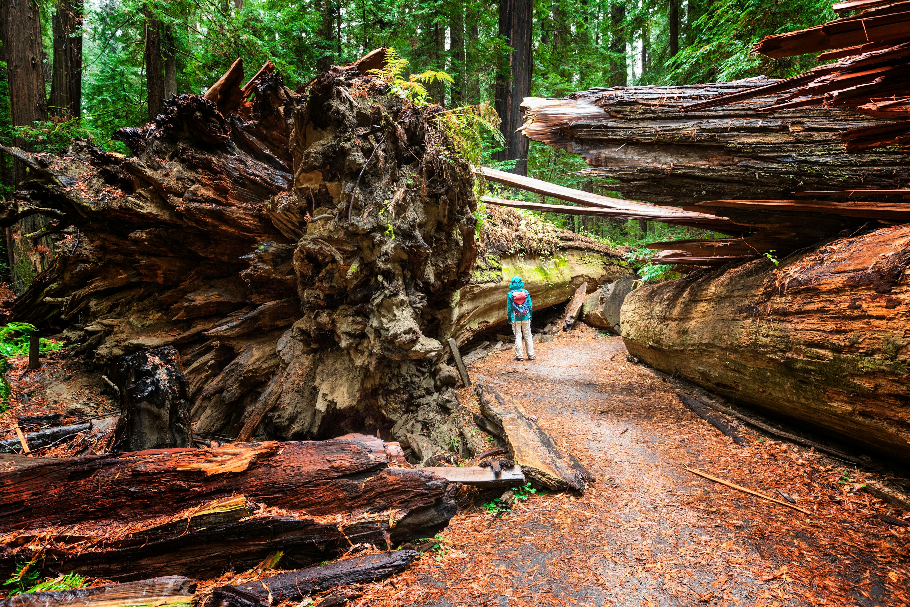 Woman standing beside the fallen Dyerville Giant at Humboldt Redwoods State Park in Northern California, USA.