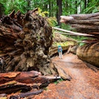 Woman standing beside the fallen Dyerville Giant at Humboldt Redwoods State Park in Northern California, USA.