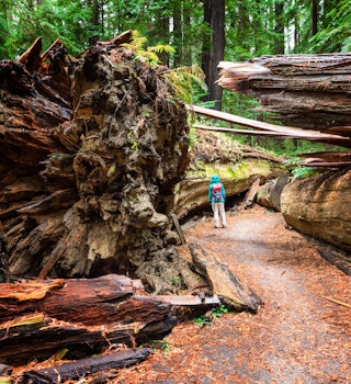 Woman standing beside the fallen Dyerville Giant at Humboldt Redwoods State Park in Northern California, USA.
