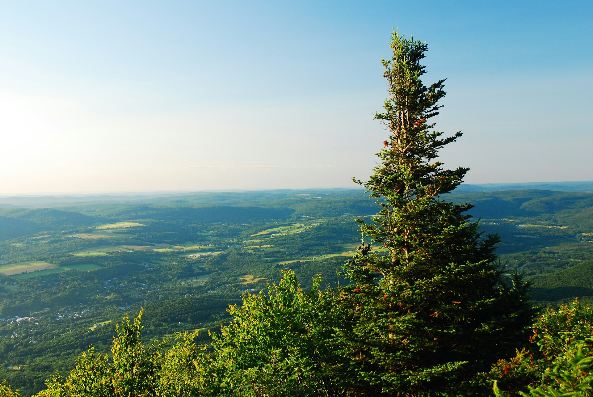 A red spruce tree grows at the summit of Mt Greylock, the highest peak in Massachusetts