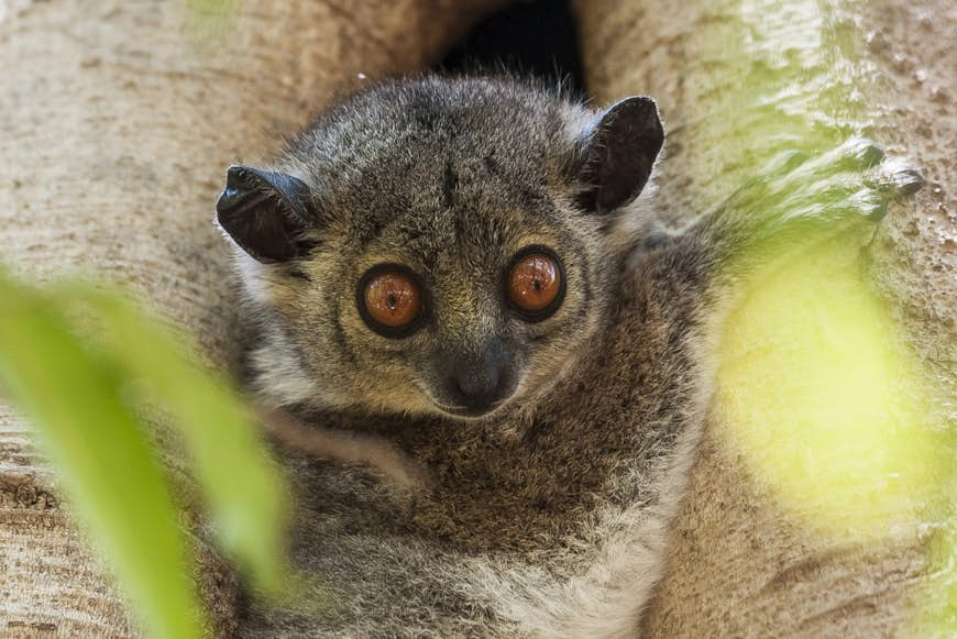 World Lemur Day Celebrates Madagascar's Incredible Animal - Lonely Planet