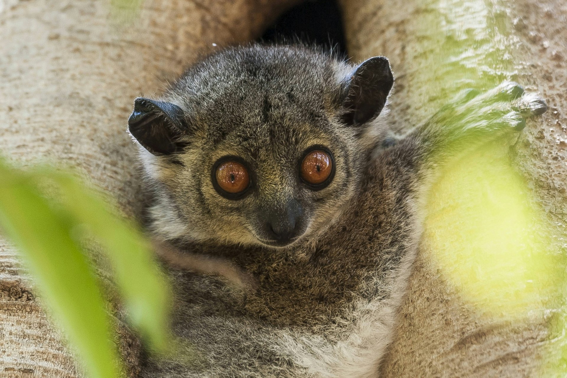 A weasel sportive lemur in  Madagascar