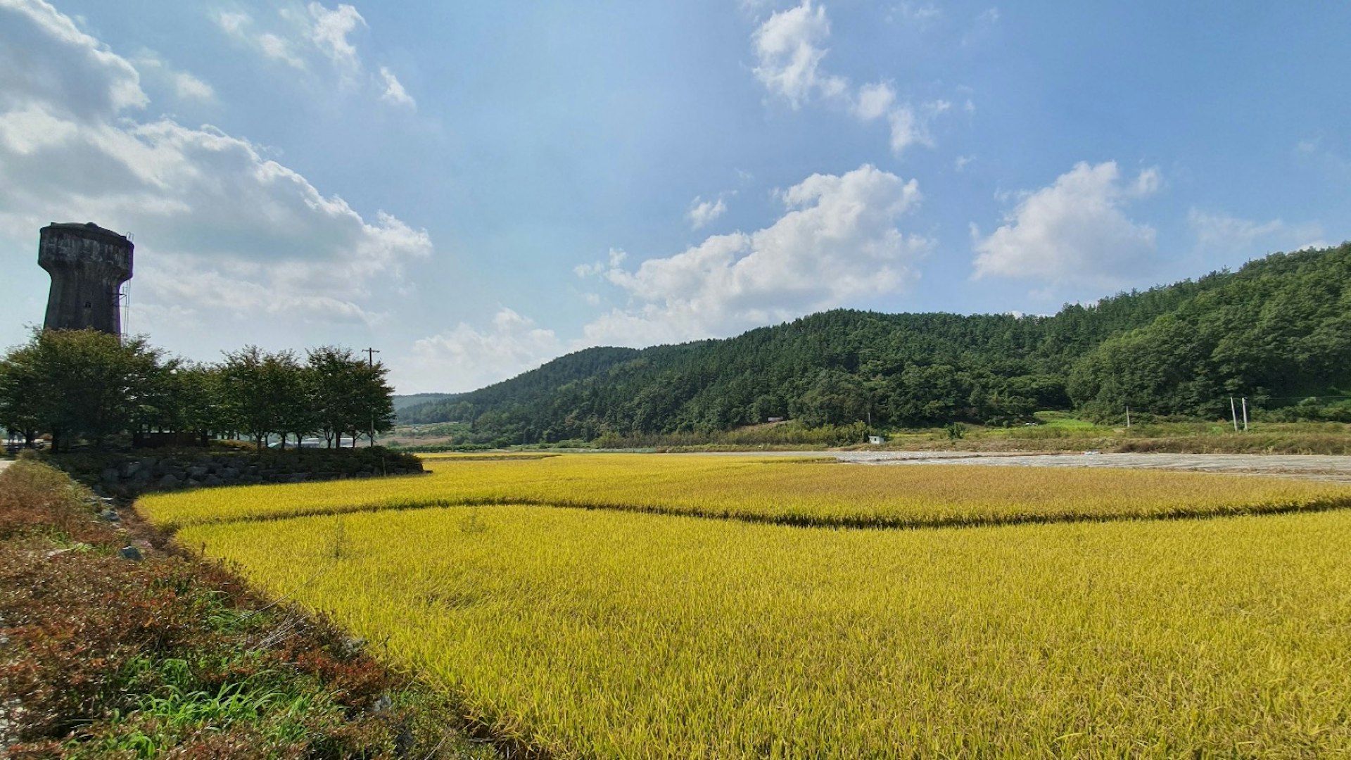 Gyeongsangbuk-do-Rice_paddy.jpeg