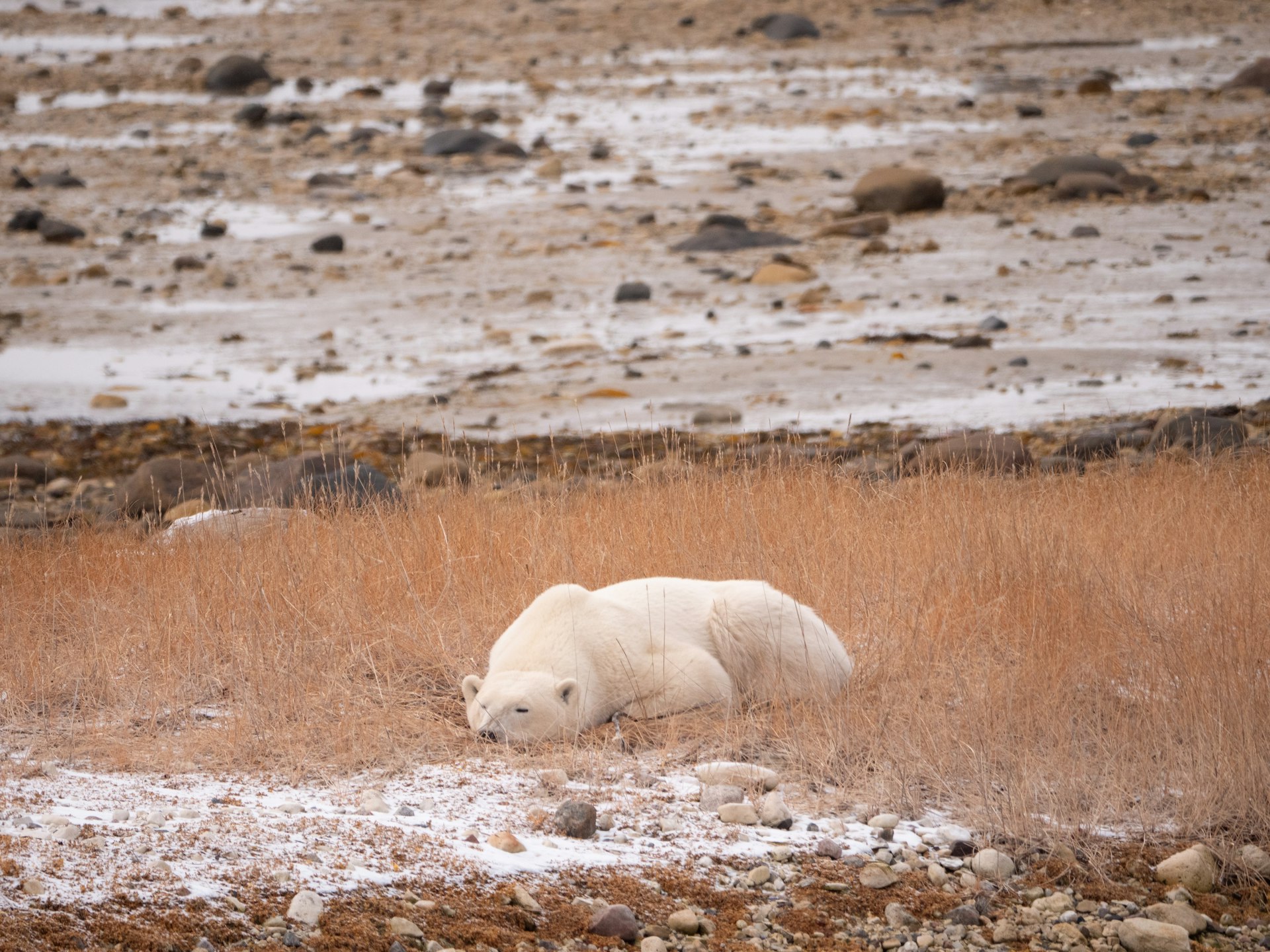 A polar bear sleeping on the ground
