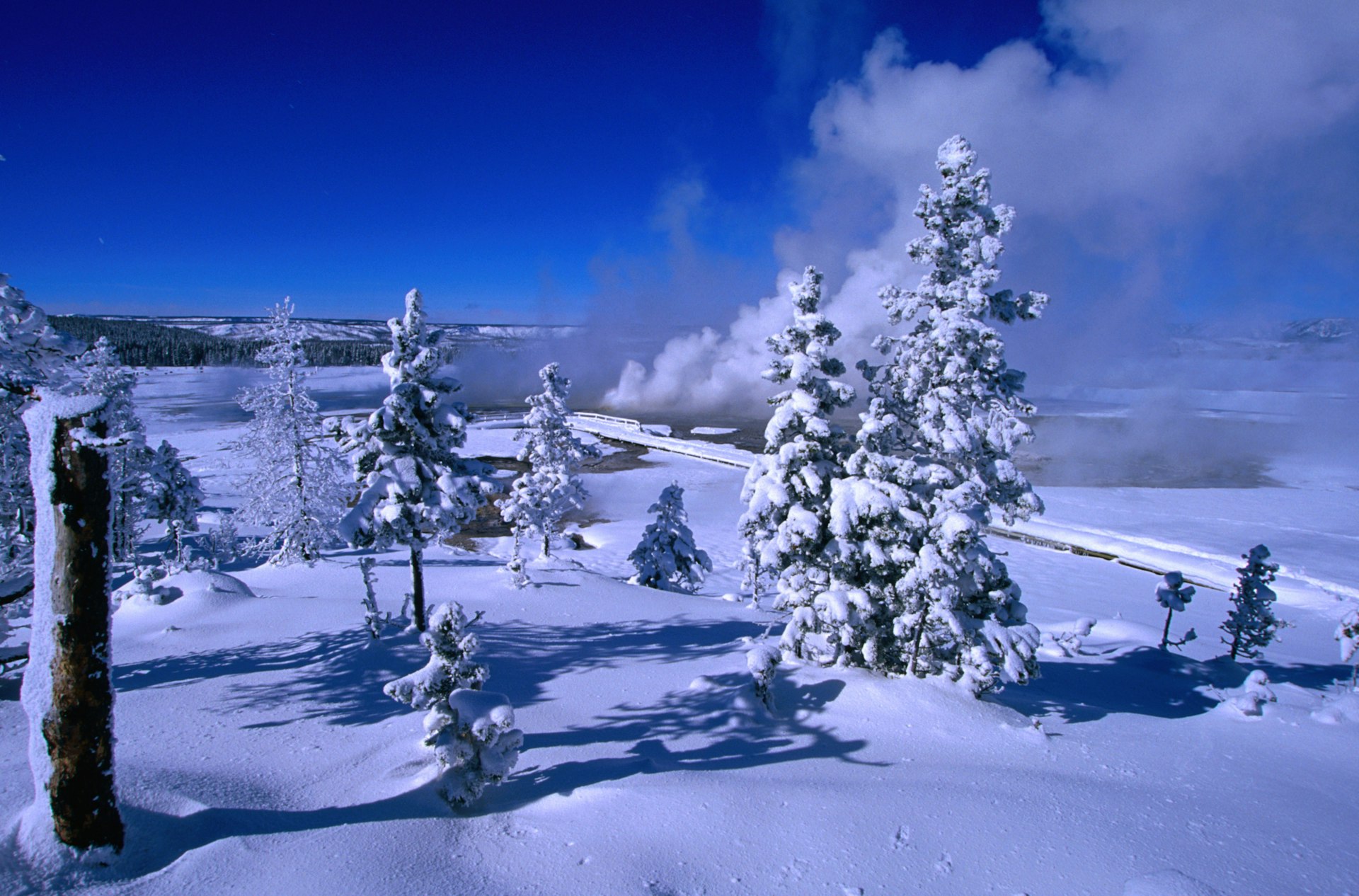 A large plume of smoke from the Fountain Paint Pots hovers about a few snow-covered trees at Yellowstone National Park 