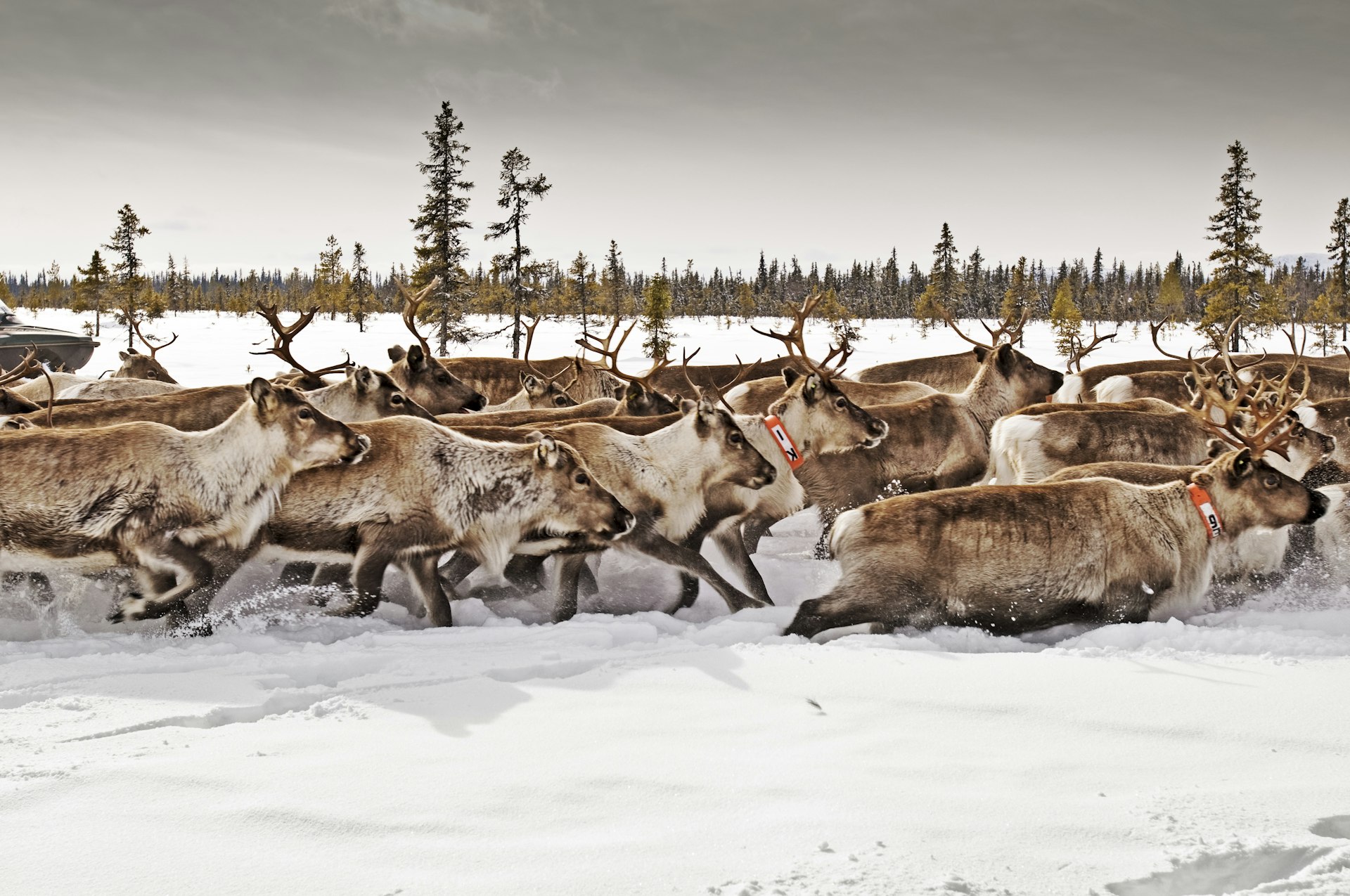 Herd of reindeer galloping through snow covered terrain in Sweden