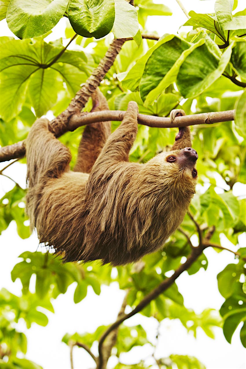 Sloths Poop Once A Week Plus 7 Other Facts About Sloths You Didn T Know Lonely Planet