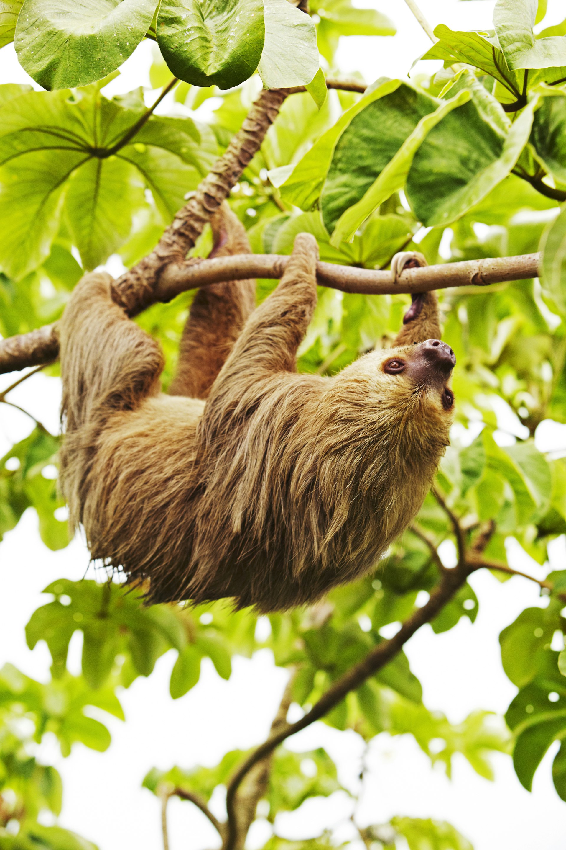 A two-toed sloth hanging from a tree