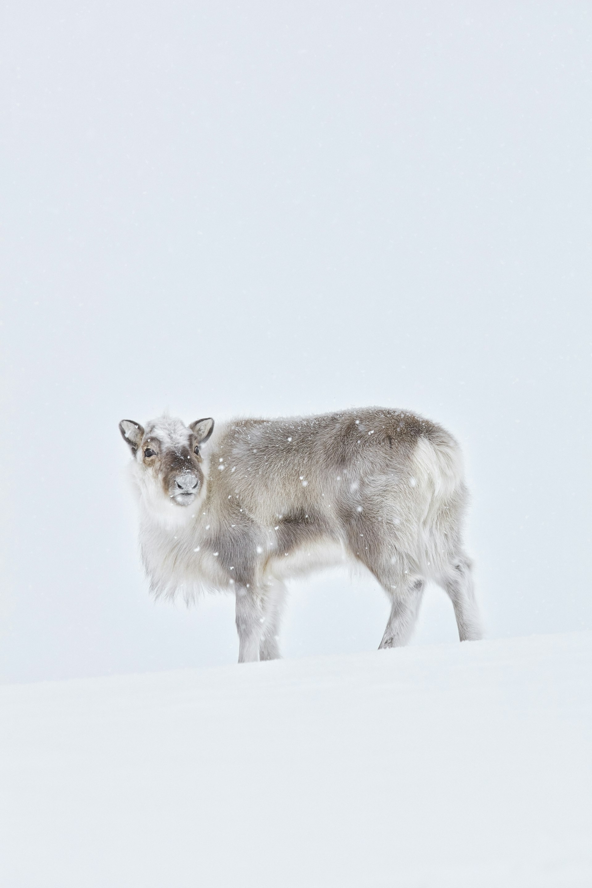 A reindeer standing alone in the snow