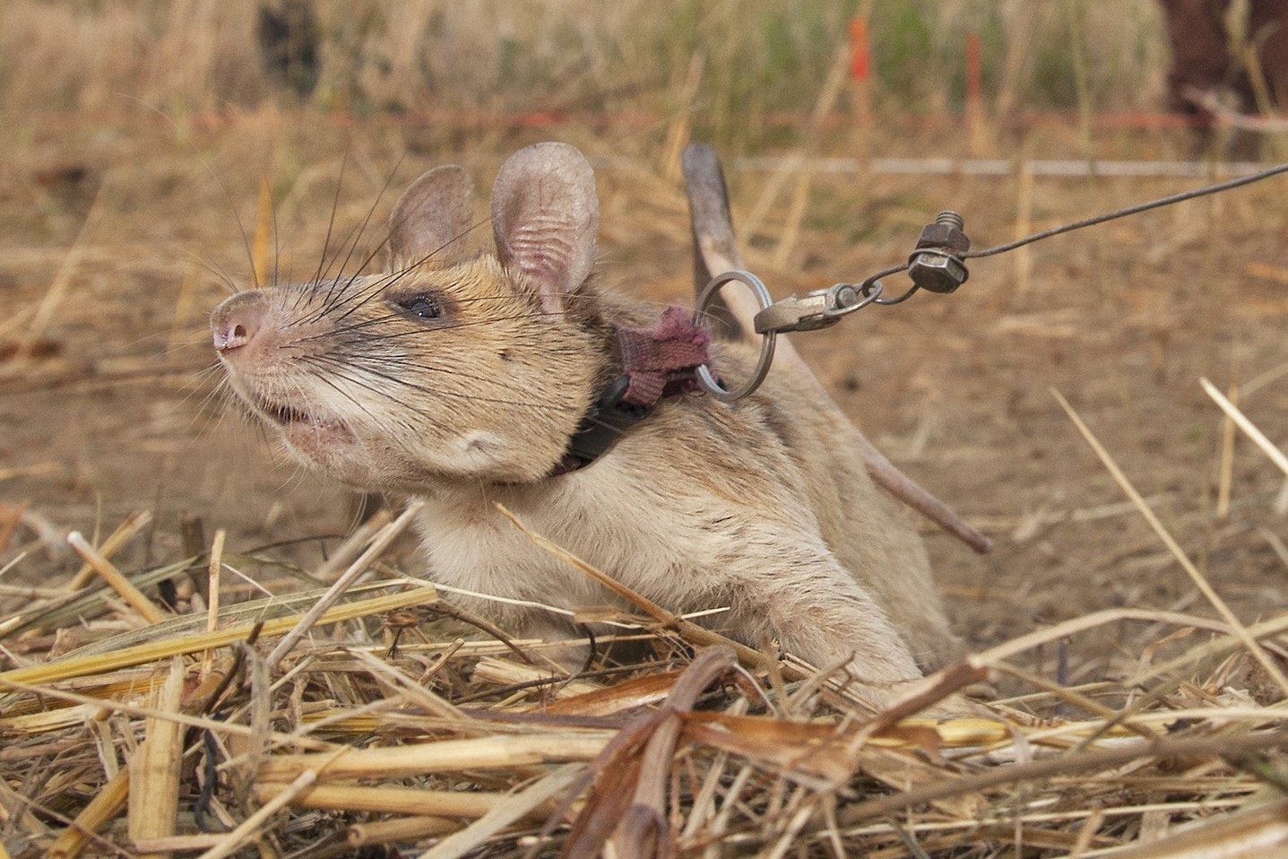 Magawa the rat at work detecting landmines