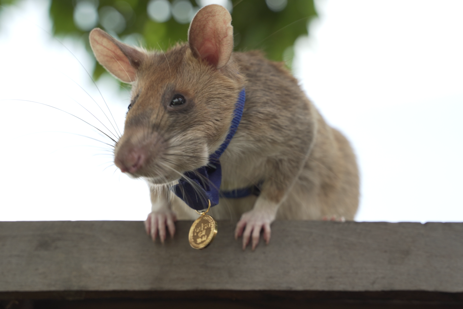 This clever rat has won an award for his bravery - Lonely Planet
