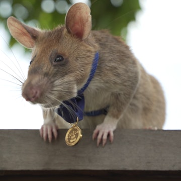 Magawa wearing his medal.png