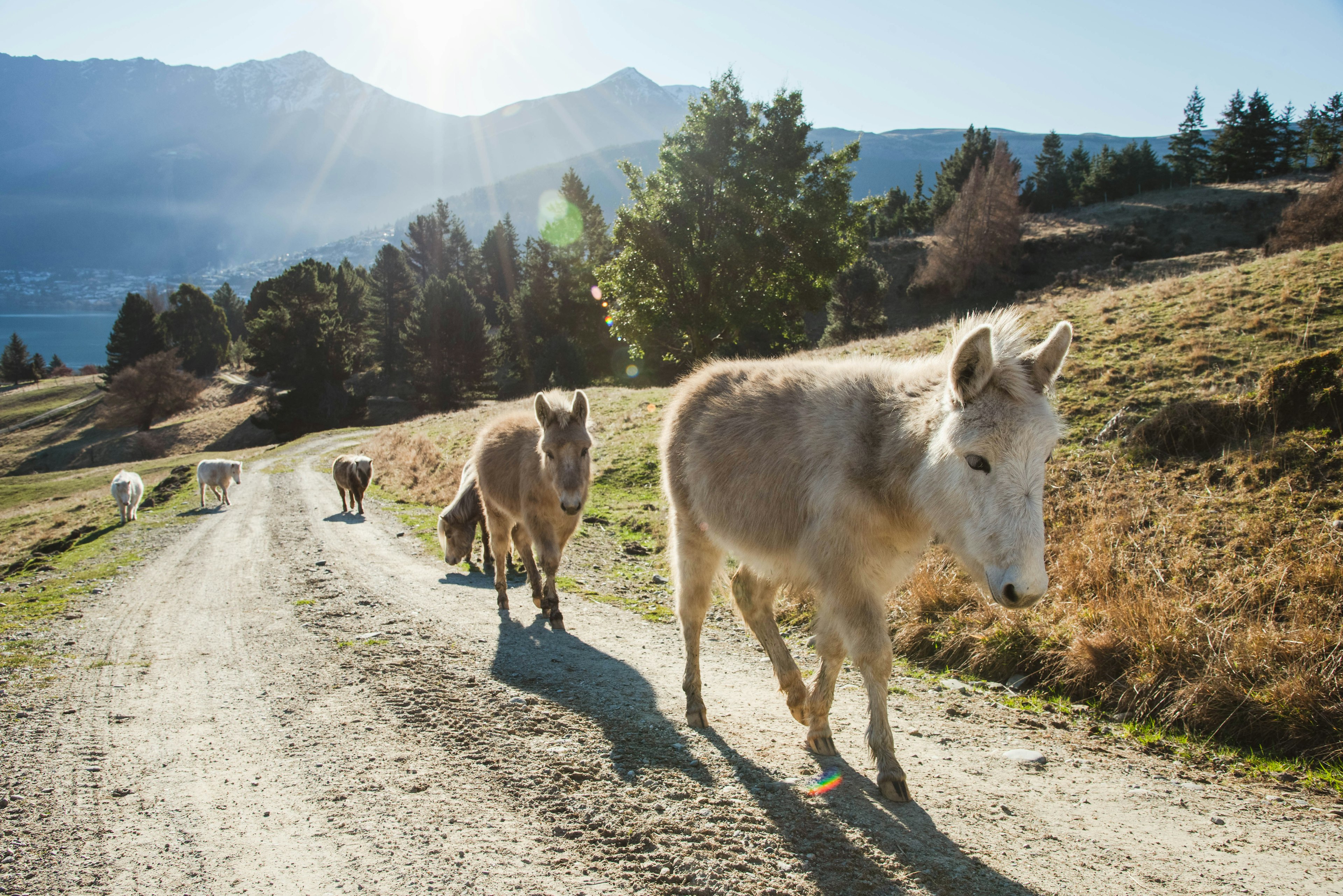 Minature horses and donkeys coming up to hand feed