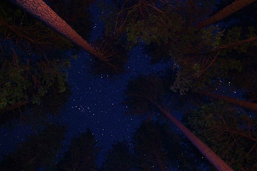 Starry skies at Redwood National Park