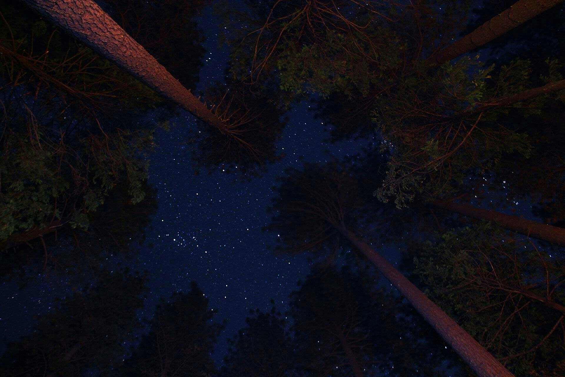 The stars in the sky above trees in a forest
