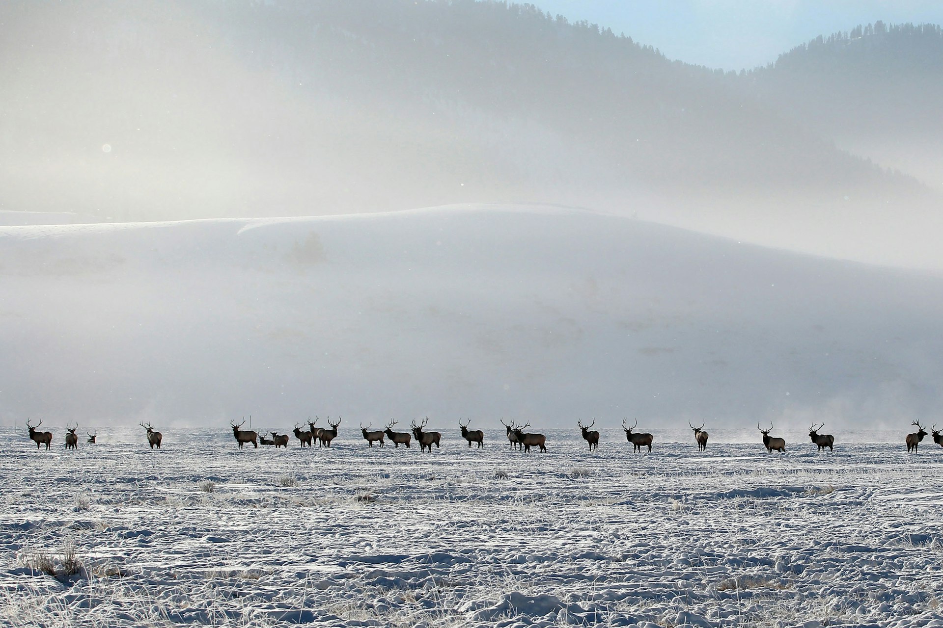 A herd of elk on a snowy horizon