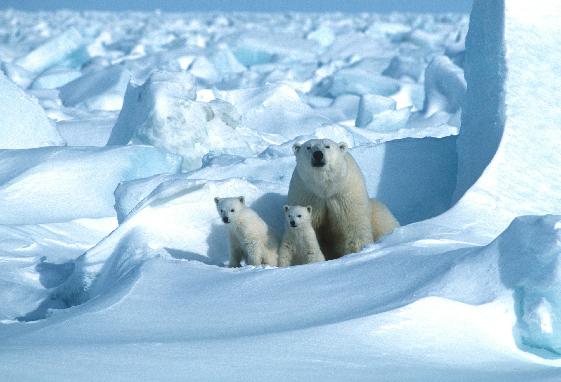 An adult polar bear and two cubs on the ice