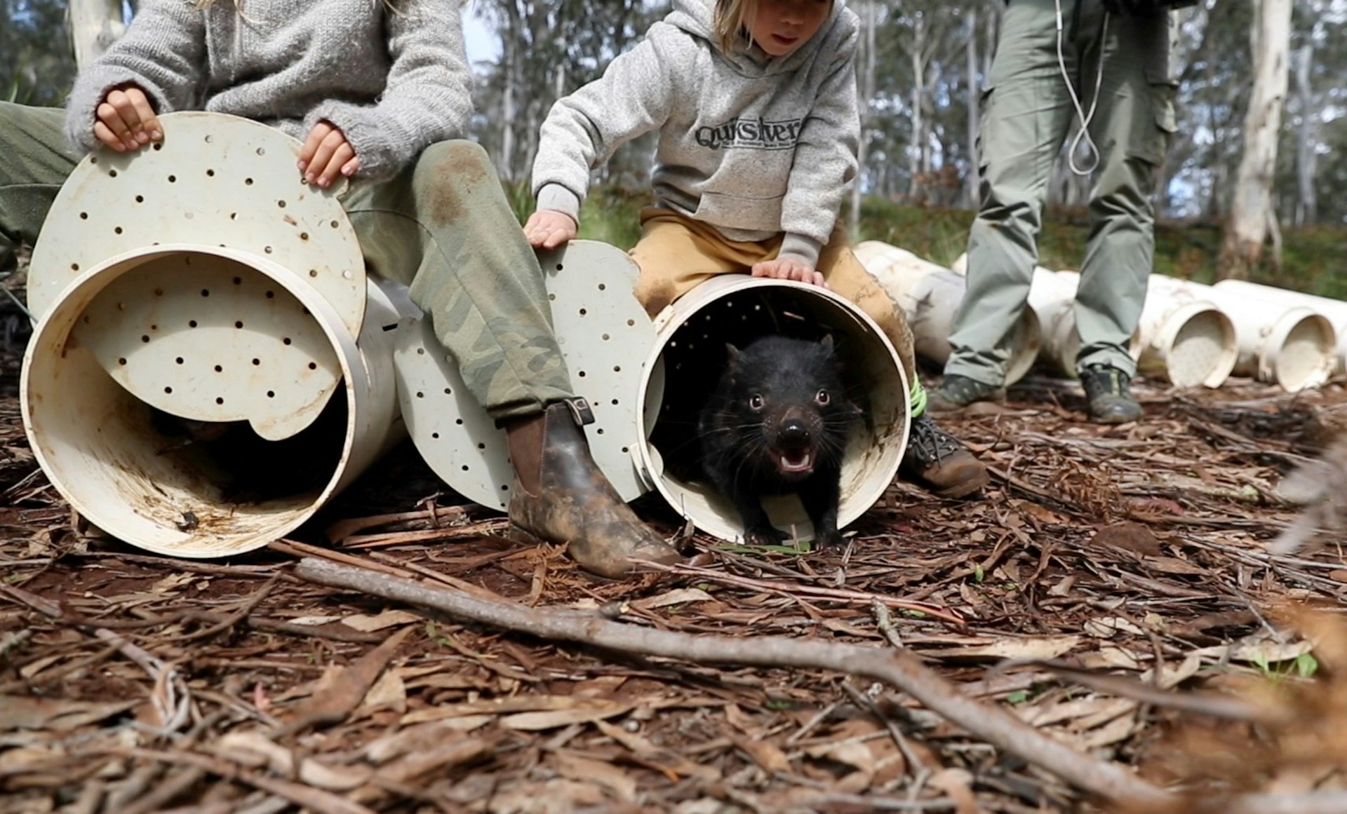 Tasmanian Devils being released into the wild from safety tubes
