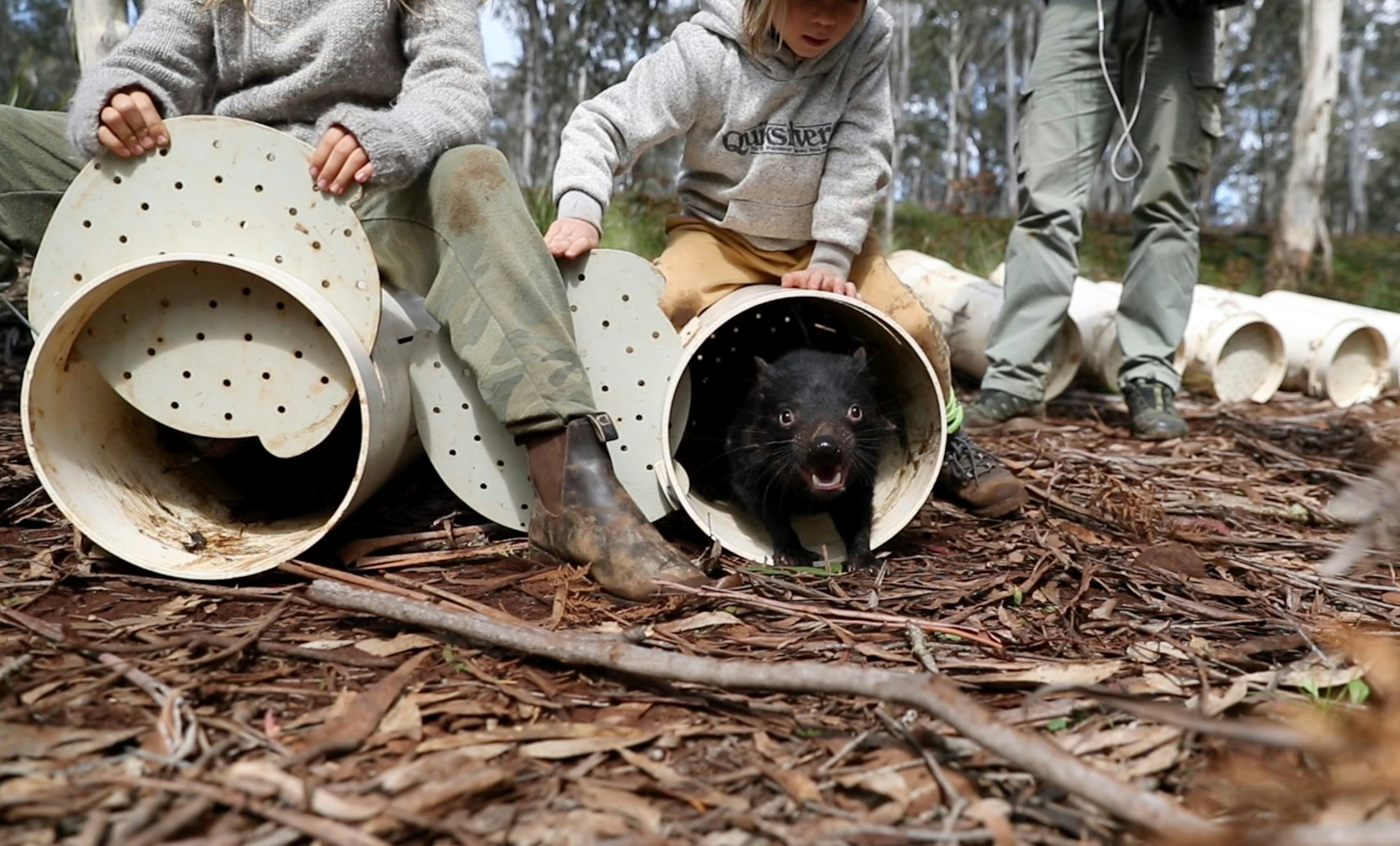 Tasmanian Devils being released into the wild from safety tubes