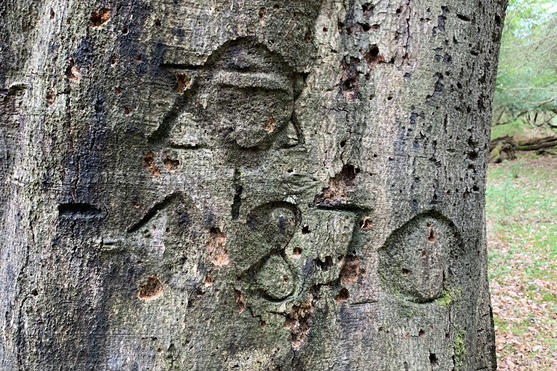 Graffiti carved into a tree in the New Forest