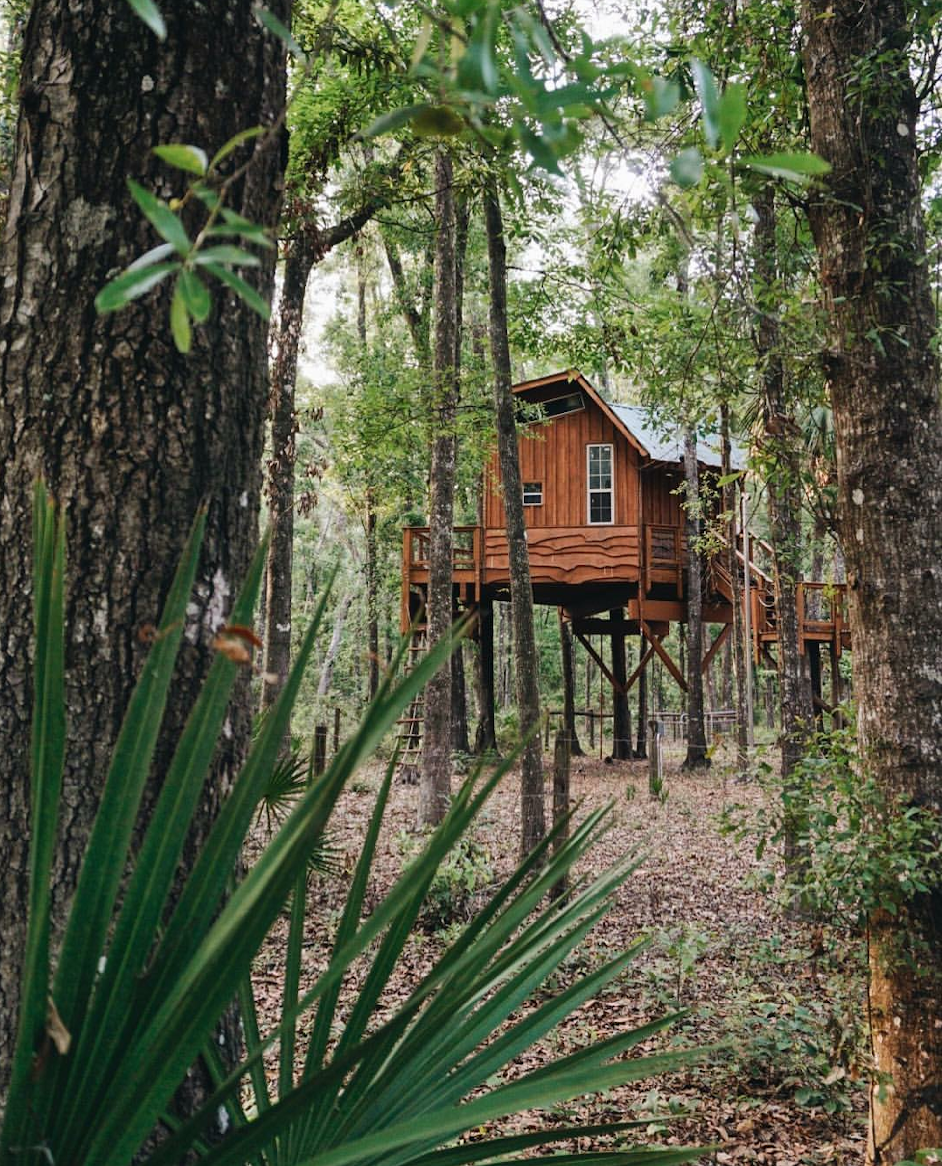 A tree house stands in a dense forest near Old Town, Florida