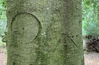 Tree graffiti 2.jpg