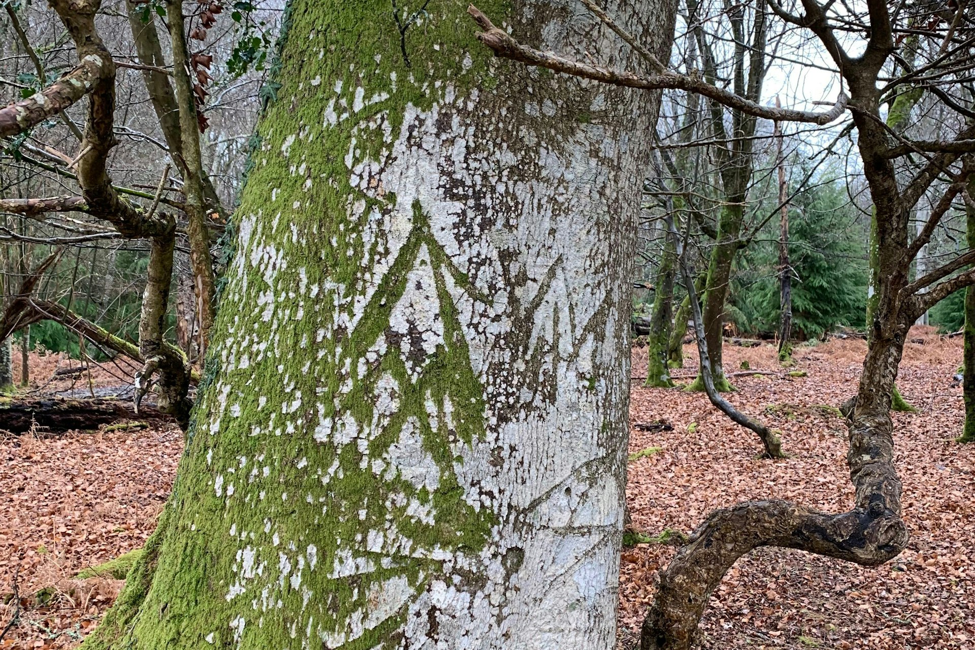 Graffiti carved into a tree in the New Forest