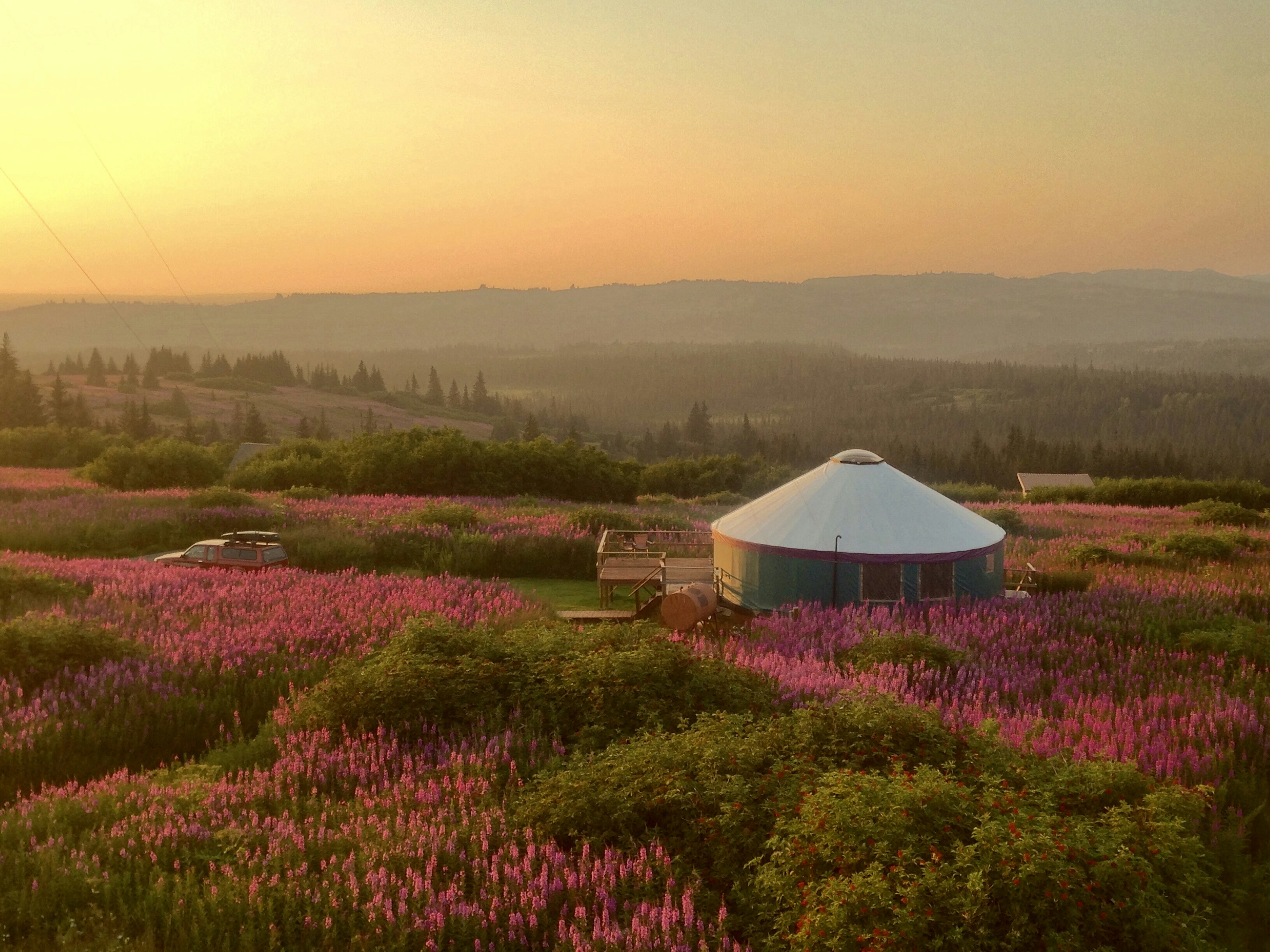 A rounded cabin standing a field of flowers at sunset