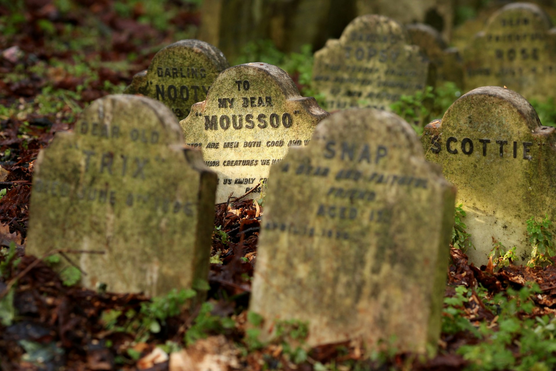 A headstone lit up by natural light reads 'To my dear Moussoo'