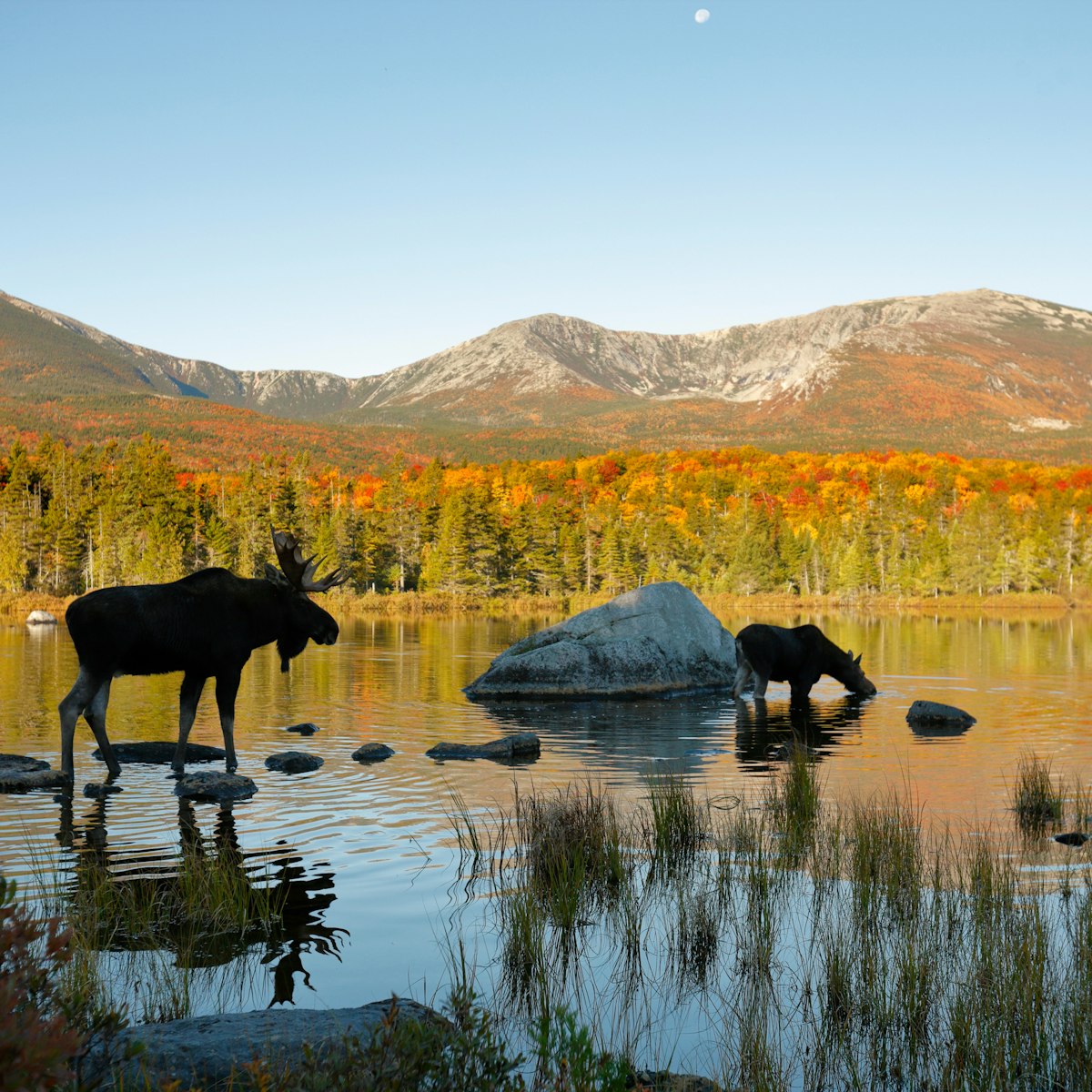 Two moose in a northern New England Pond
