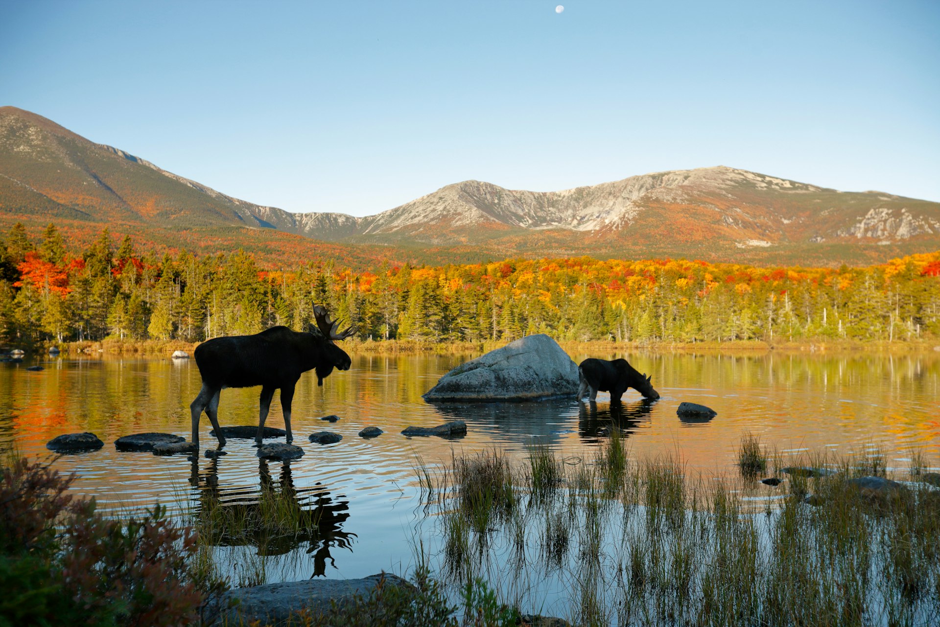 Two moose keep cool in Baxter State Park