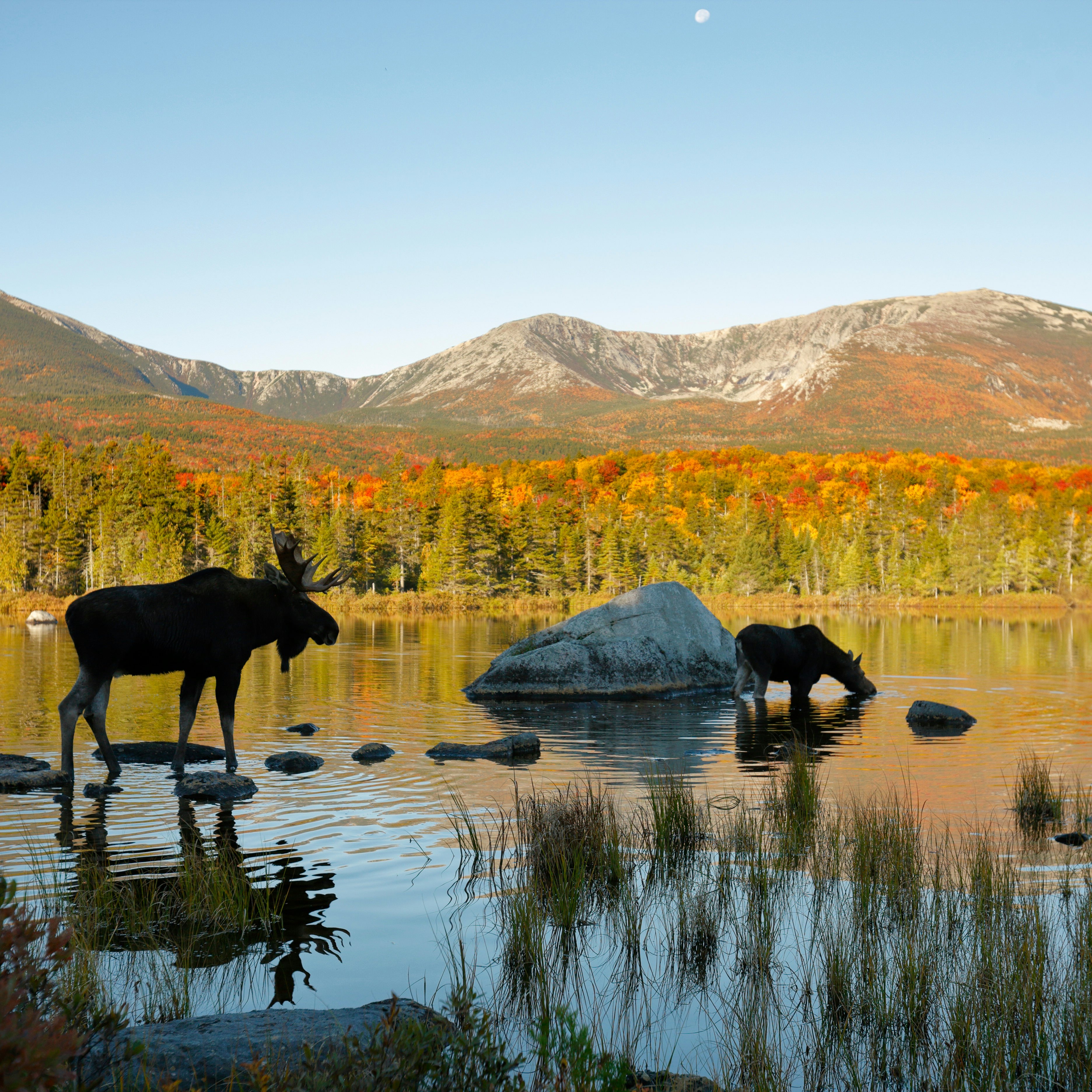 Two moose in a northern New England Pond