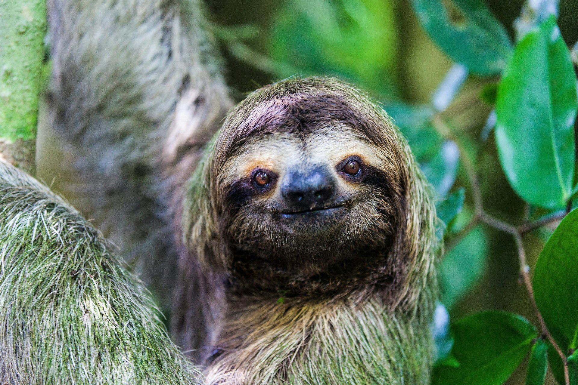Sloth smiling at the camera