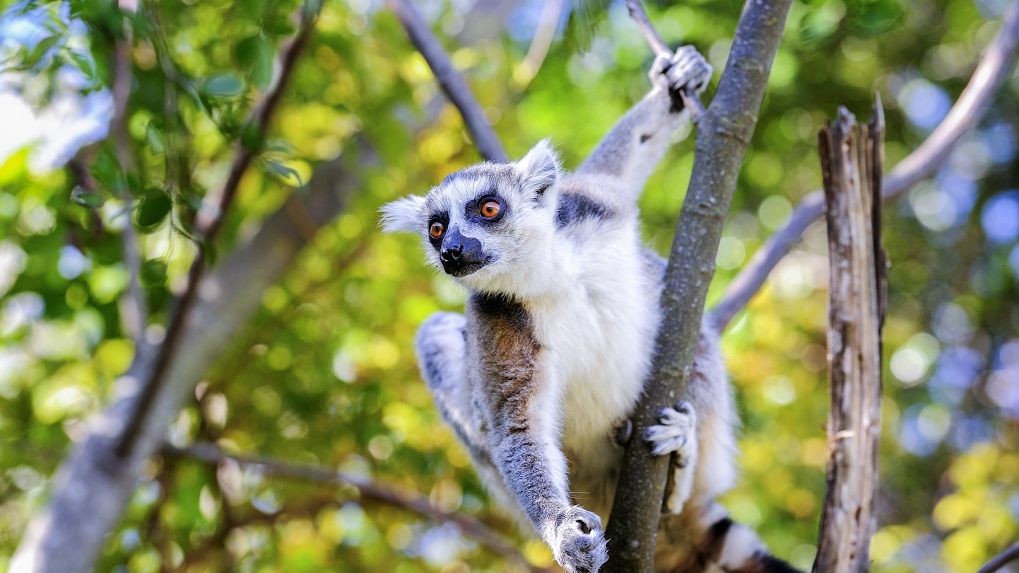 Ring-tailed lemur (Lemur catta) on a branch in Anja Community Reserve.
