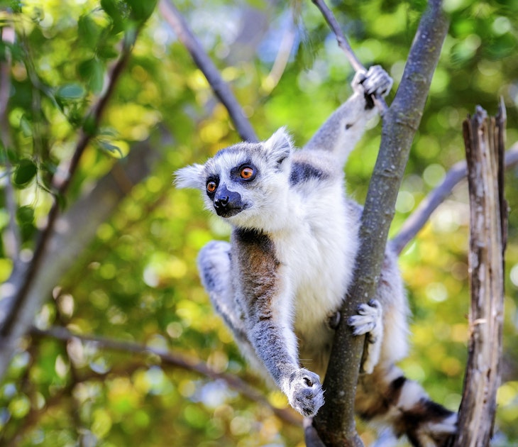 Ring-tailed lemur (Lemur catta) on a branch in Anja Community Reserve.