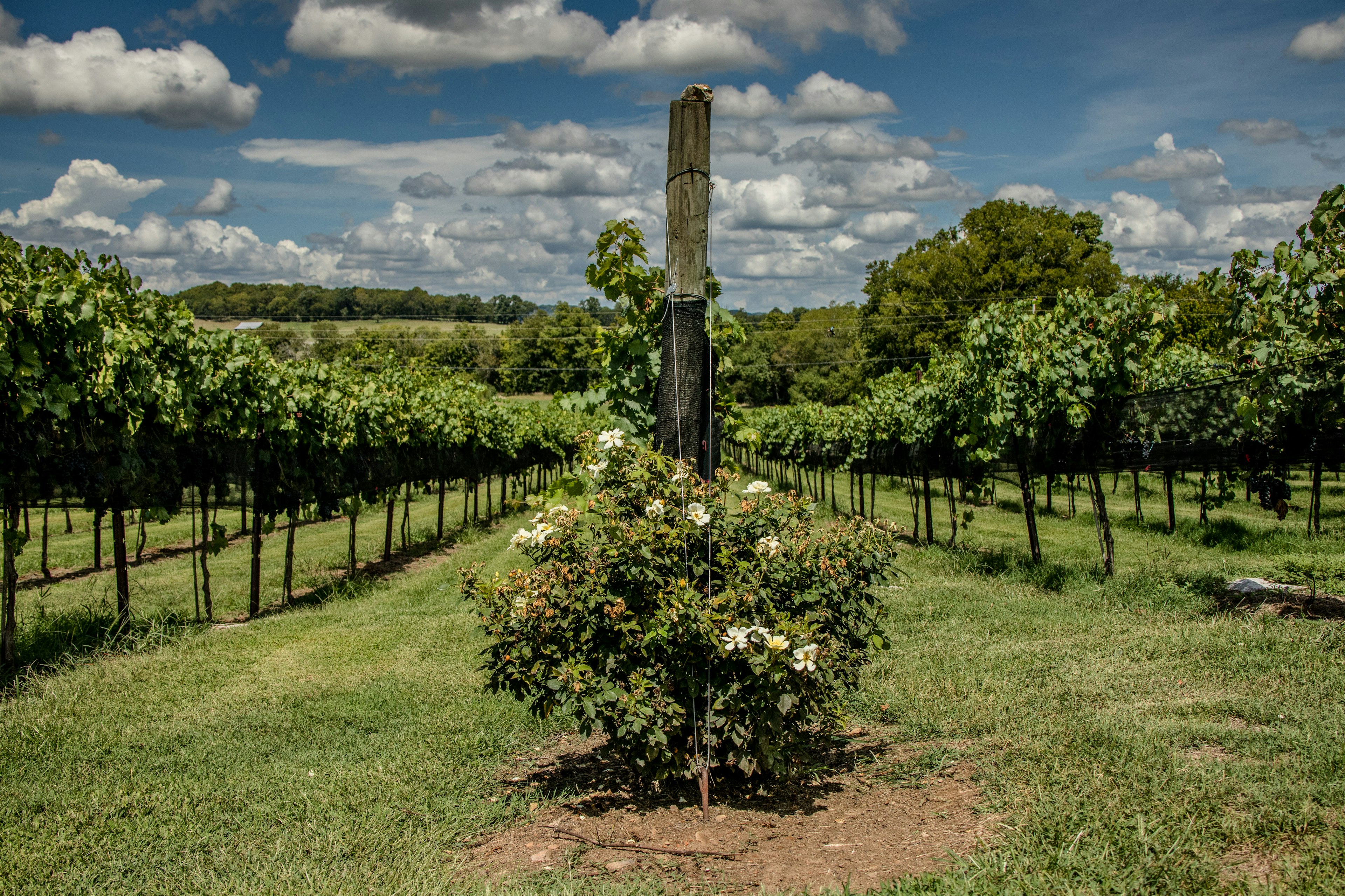 A shot down a row of vines in a very green vineyard