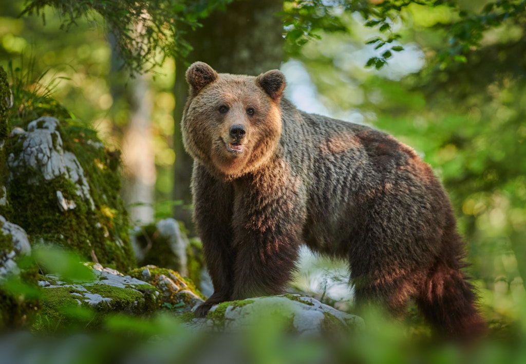 Slovenia's best hikes for Alpine vistas without the crowds - Lonely Planet