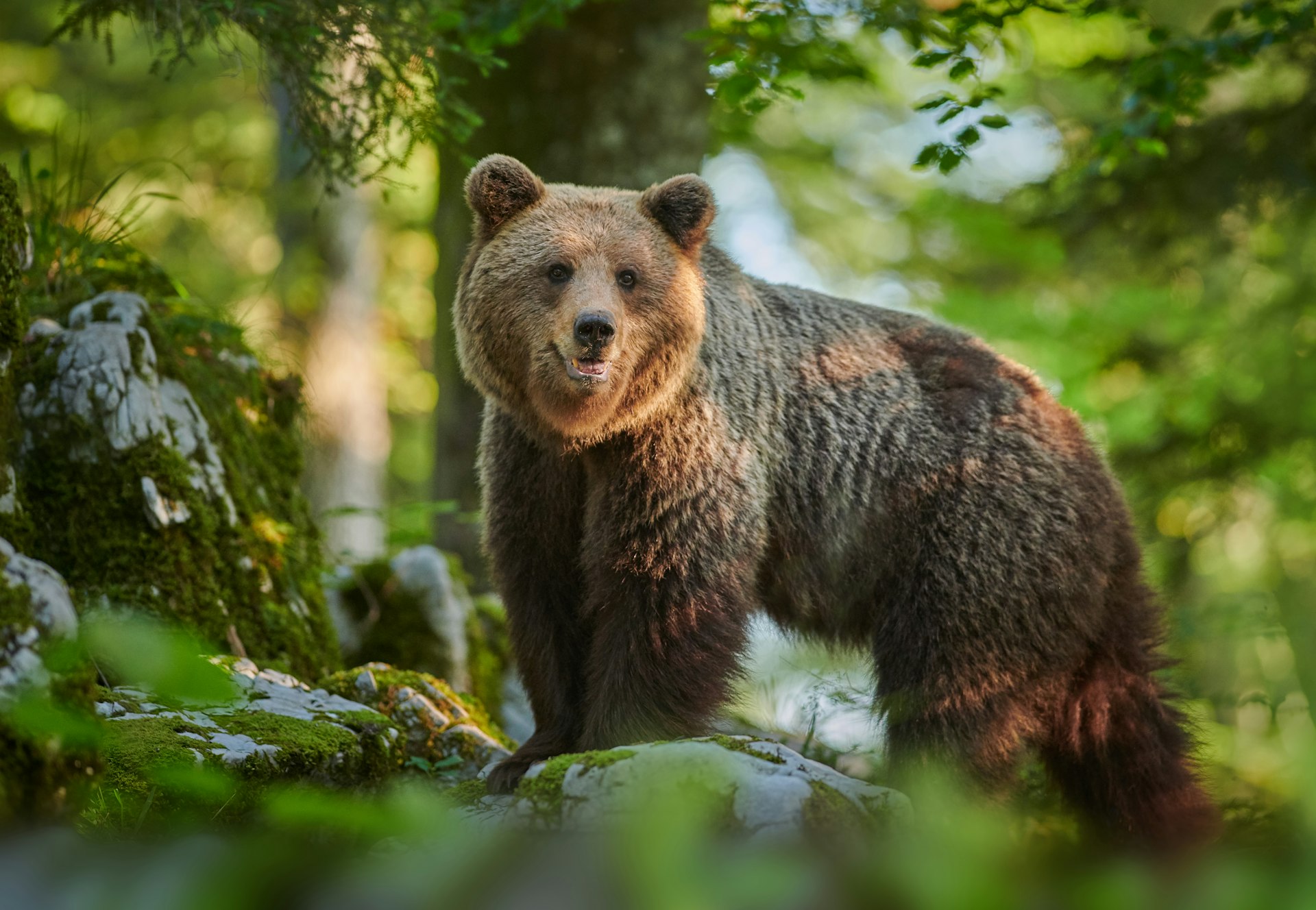 Wild brown bear standing in the forest in Slovenia