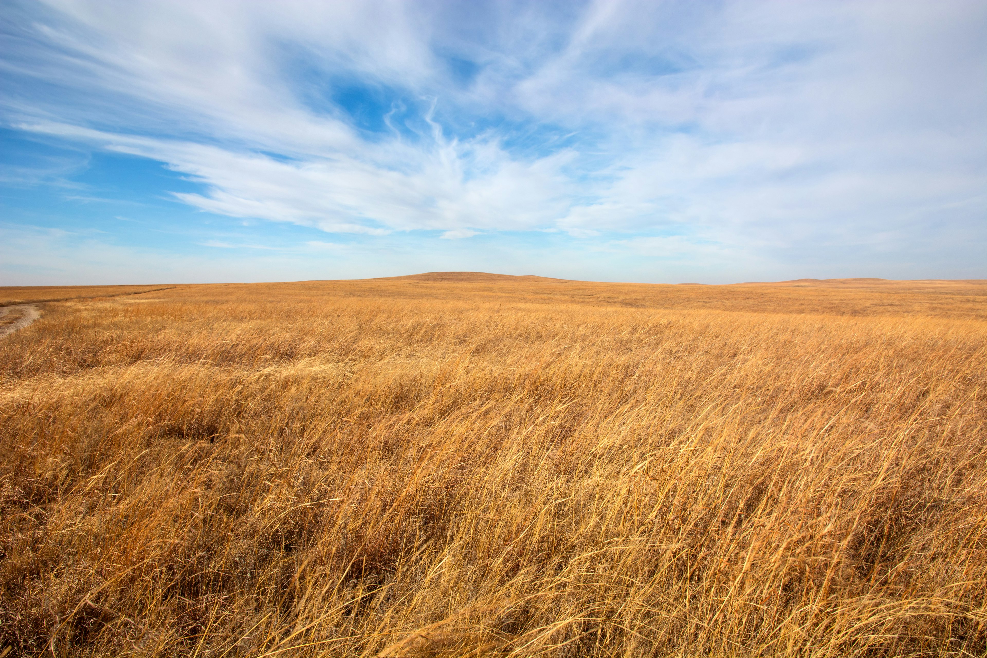 A golden field under a blue sky