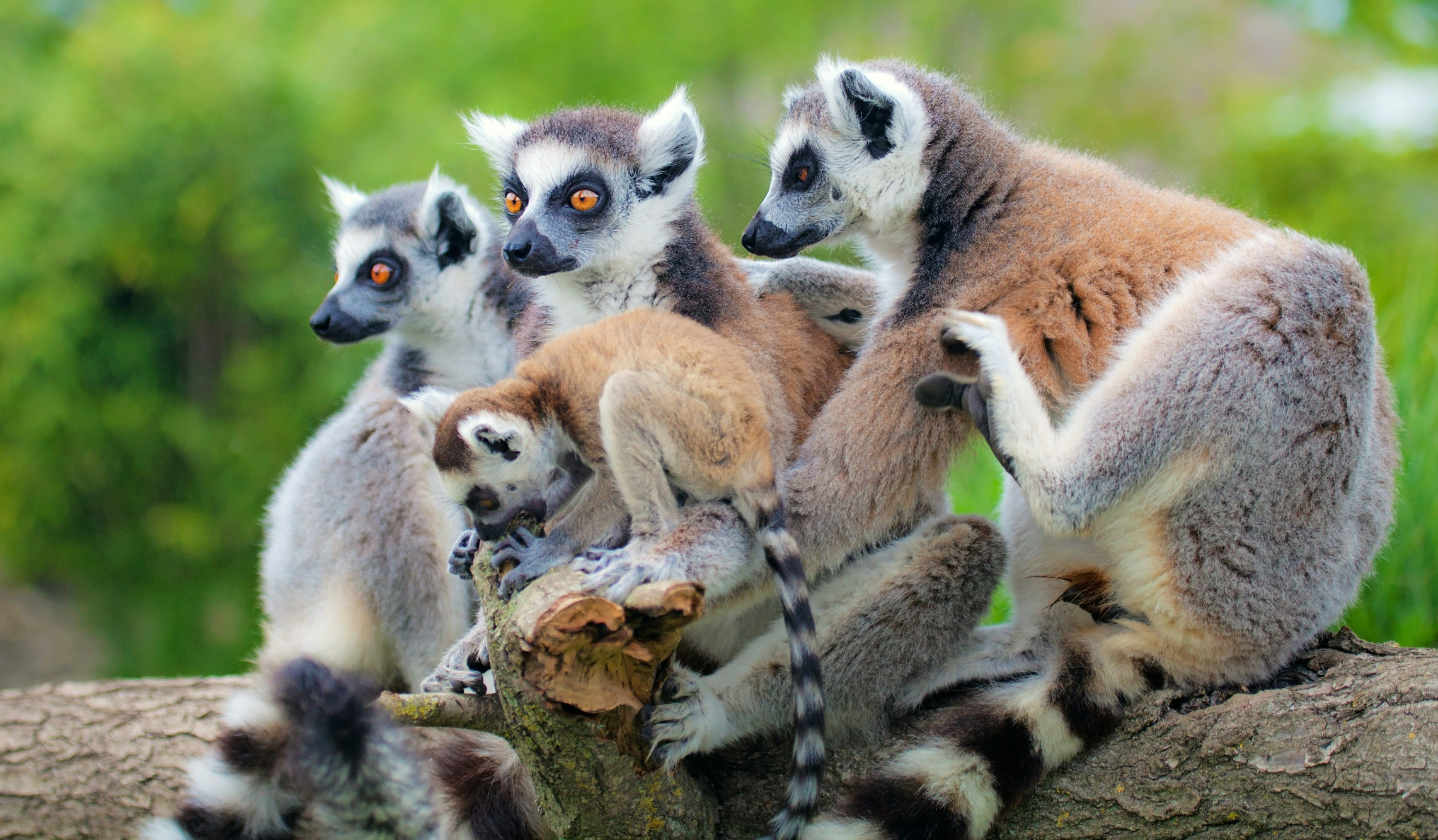 A group of lemurs on a branch in Madagascar