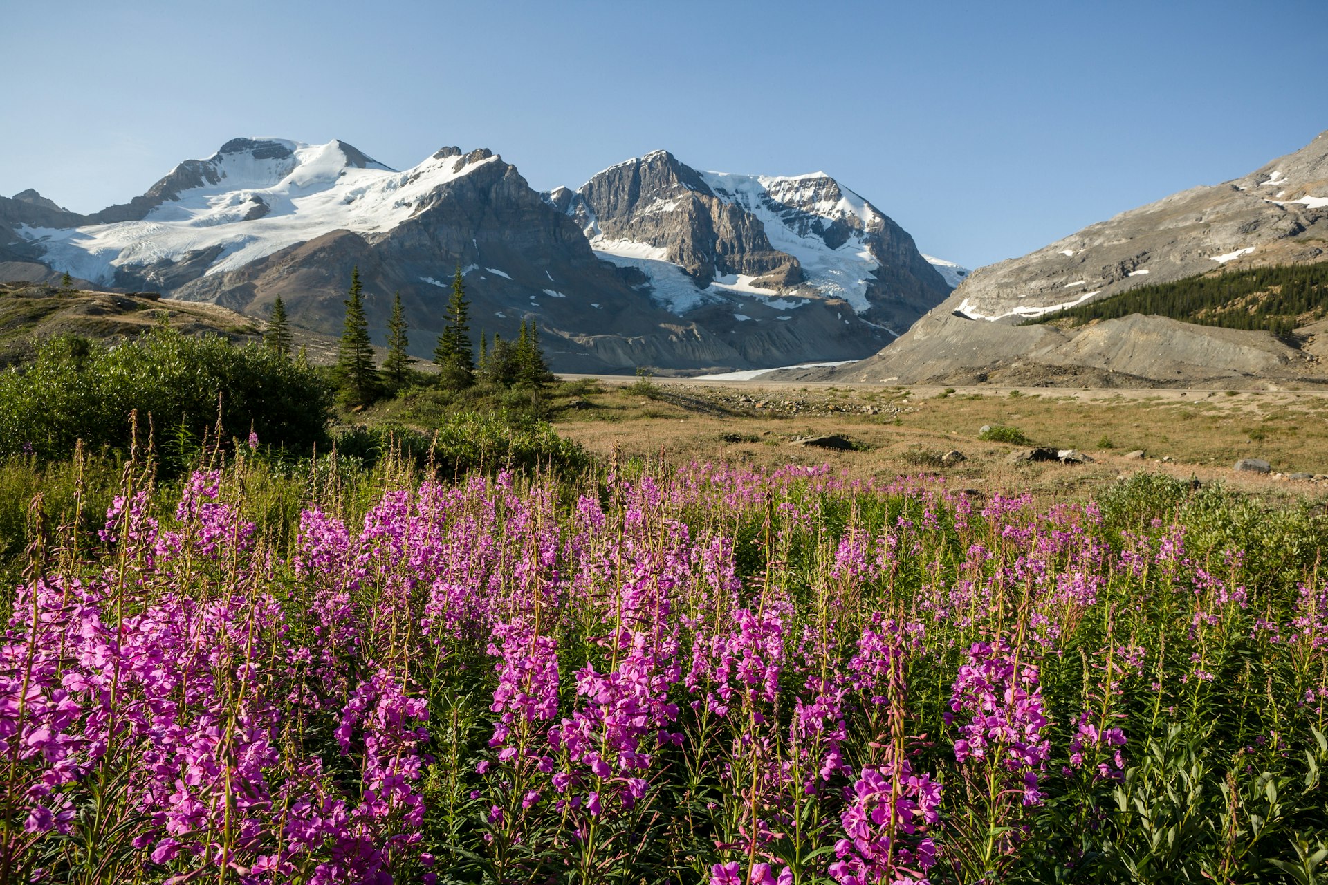 Mount Athabasca in Canada from Icefields Parkway, with wild flowers in the foreground