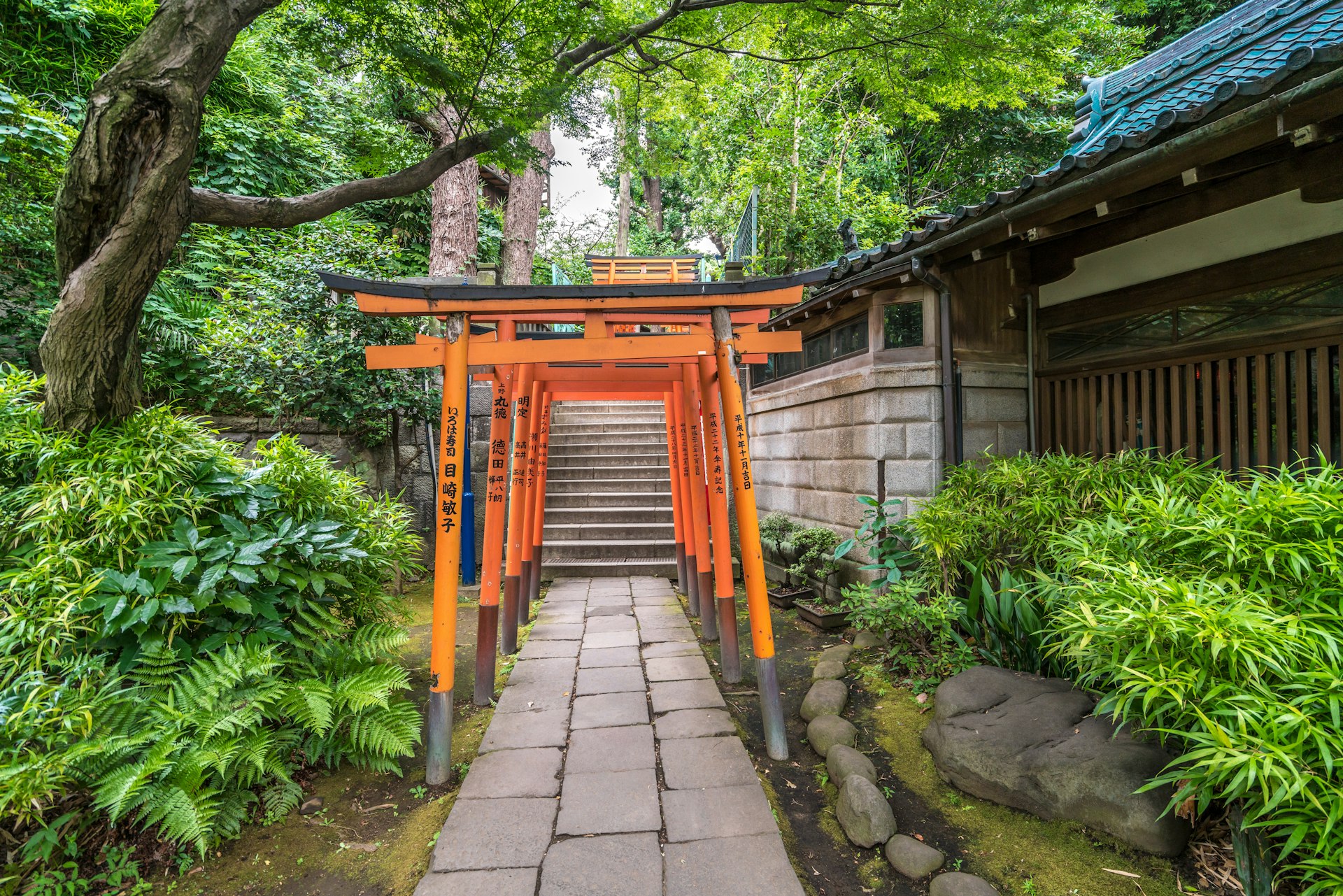 Red gateways line a pathway through greenery towards a shrine