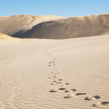 Te Paki Giant Sand Dunes
