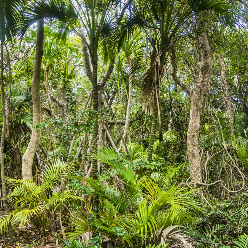 Lord Howe Island in the Tasman Sea, Unincorporated area of New South Wales, Australia. Palm forest on Intermediate Hill.