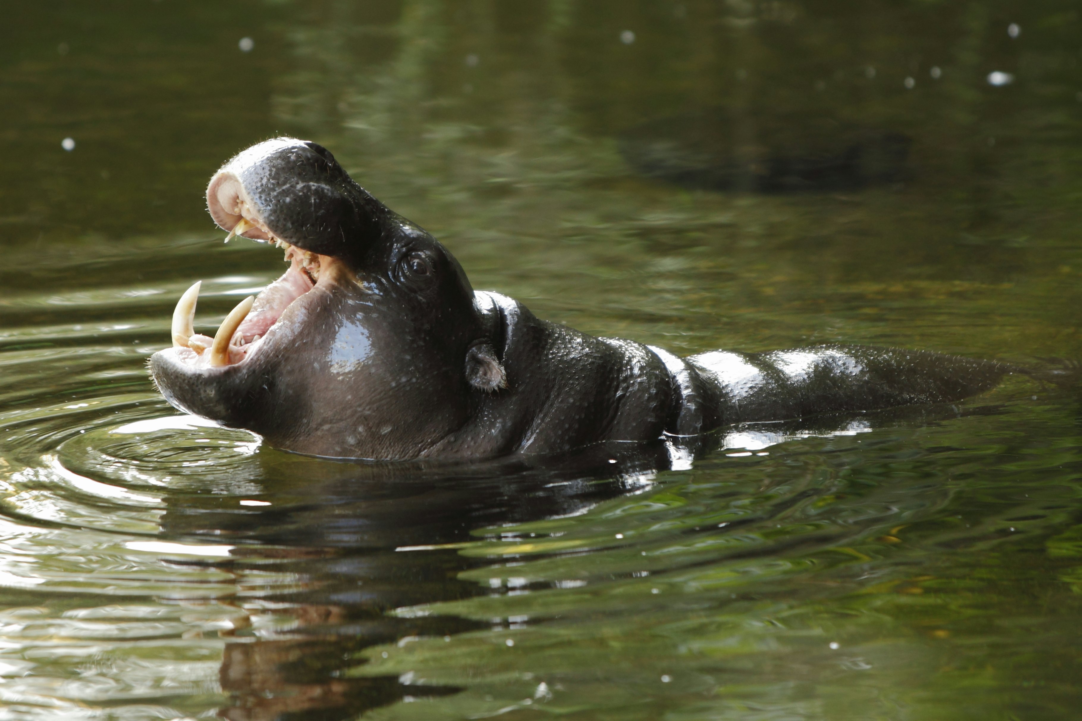 Hippo showing off its tusks