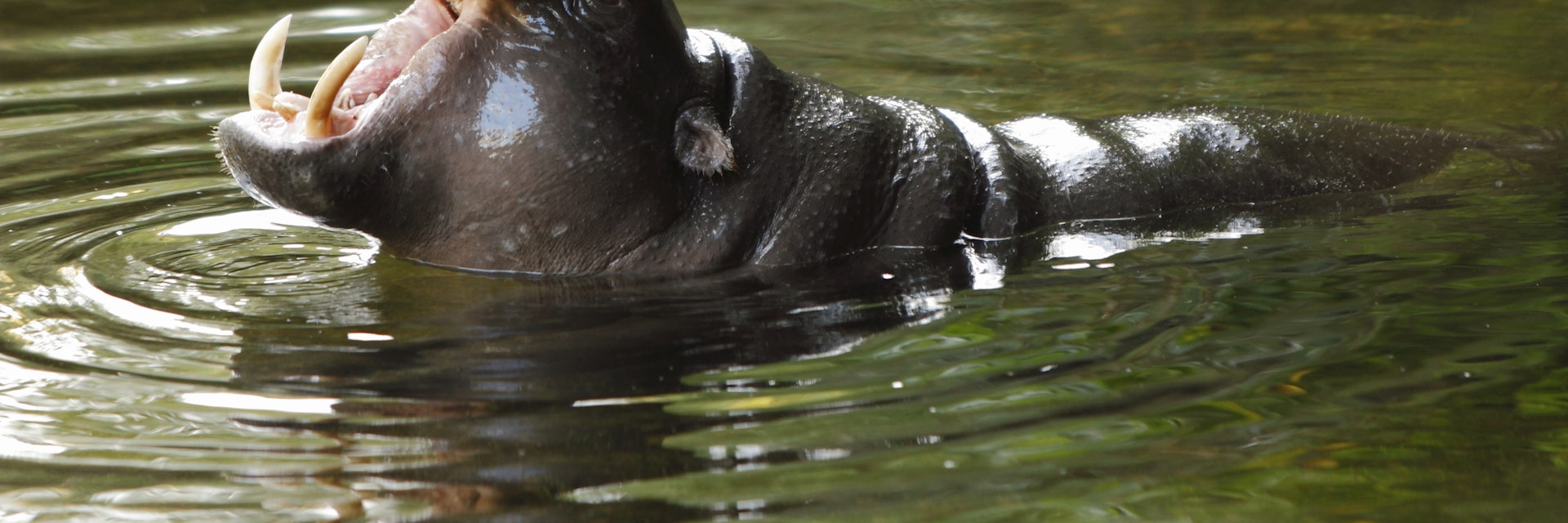 Hippo showing off its tusks