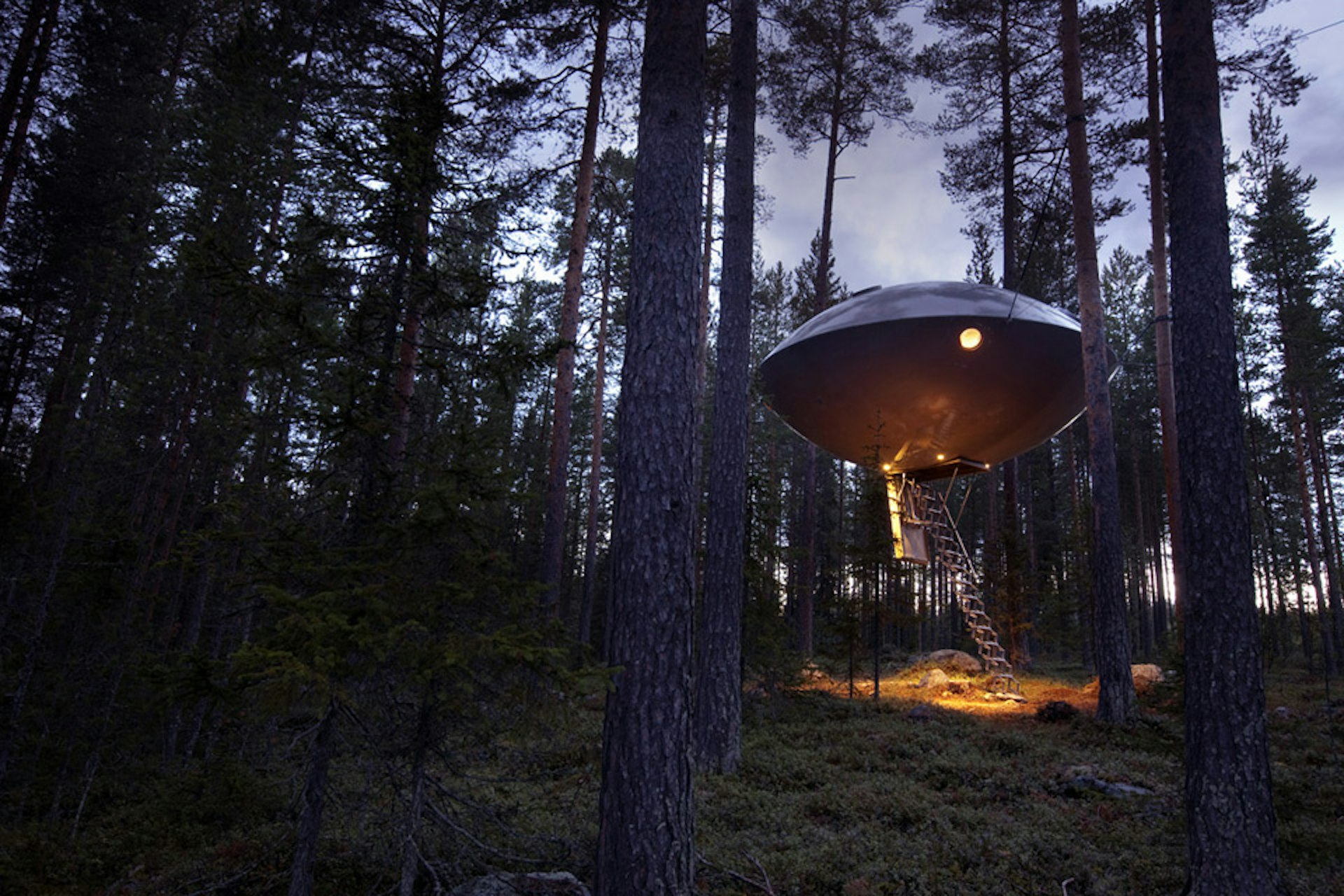 Exterior shot of a metal dish suspended between trees with a ladder descending to the ground
