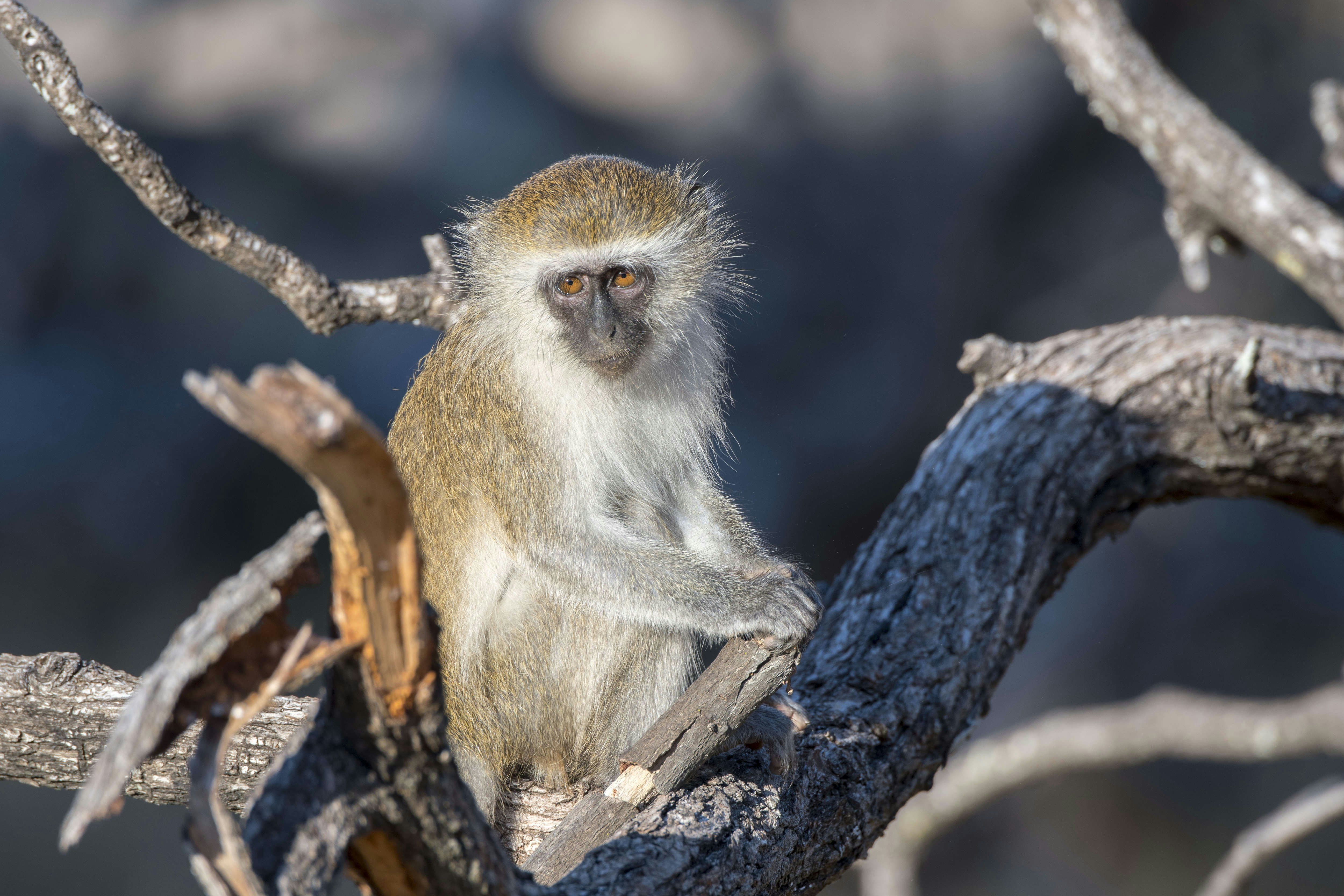 MALAWI - 2016/05/29: A Vervet monkey (Chlorocebus pygerythrus) in a tree in Liwonde National Park, Malawi. (Photo by Wolfgang Kaehler/LightRocket via Getty Images)