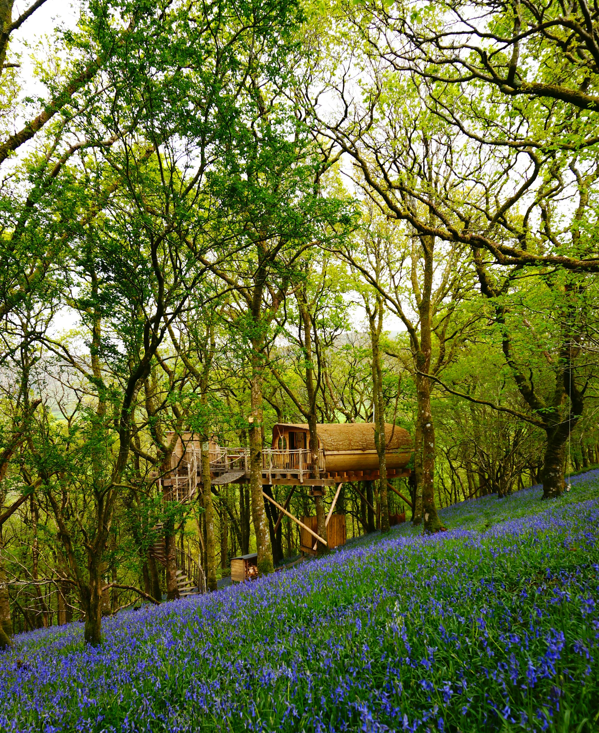 A wooden treehouse stands among woodland. Bluebells carpet the ground